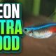Top-Rated Best Food for Neon Tetras: Guide & More! | World’s Most Delicious Foods: Must-Try Dishes from Every Country