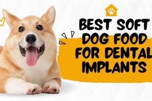 Top Choices: Best Soft Food for Dogs After Dental Surgery Guide | World’s Most Delicious Foods: Must-Try Dishes from Every Country