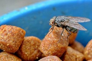 Why Fly Eggs in Dog Food? Risks & Prevention | World’s Most Delicious Foods: Must-Try Dishes from Every Country