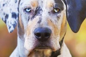 The Best Dog Food for Catahoula Leopard Dog: Top Choices + Guide | World’s Most Delicious Foods: Must-Try Dishes from Every Country