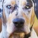 The Best Dog Food for Catahoula Leopard Dog: Top Choices + Guide | World’s Most Delicious Foods: Must-Try Dishes from Every Country