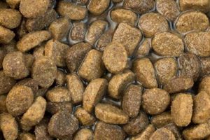 Expired Dog Food Dangers: Is Old Dog Food Safe? | World’s Most Delicious Foods: Must-Try Dishes from Every Country