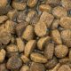 Expired Dog Food Dangers: Is Old Dog Food Safe? | World’s Most Delicious Foods: Must-Try Dishes from Every Country