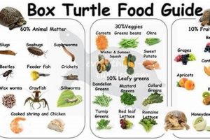 Sulcata Diet: The Best Food for a Healthy Tortoise + Tips | World’s Most Delicious Foods: Must-Try Dishes from Every Country