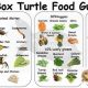 Sulcata Diet: The Best Food for a Healthy Tortoise + Tips | World’s Most Delicious Foods: Must-Try Dishes from Every Country