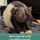 Survival Secrets: How Long Can a Rat Go Without Food? | World’s Most Delicious Foods: Must-Try Dishes from Every Country