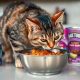 Top Picks: Best Wet Cat Food for Diabetes Control Guide | World’s Most Delicious Foods: Must-Try Dishes from Every Country