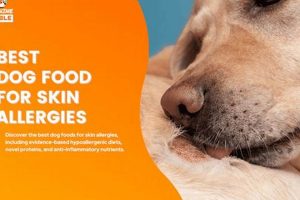Top-Rated: Best Dog Food for Schnauzer with Skin Allergies (Guide) | World’s Most Delicious Foods: Must-Try Dishes from Every Country