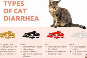 Wet Cat Food: Can It *Really* Cause Diarrhea? | World’s Most Delicious Foods: Must-Try Dishes from Every Country