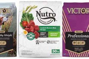 Fuel Your Hunter: Best Hunting Dog Food [Guide] | World’s Most Delicious Foods: Must-Try Dishes from Every Country