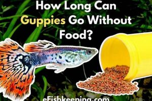 Guppies &amp; Food: How Long Can Guppies Go Without Food Safely? | World’s Most Delicious Foods: Must-Try Dishes from Every Country