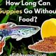 Guppies &amp; Food: How Long Can Guppies Go Without Food Safely? | World’s Most Delicious Foods: Must-Try Dishes from Every Country