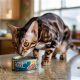 Expired Cat Food Dangers: Know the Risks &amp; What to Do! | World’s Most Delicious Foods: Must-Try Dishes from Every Country