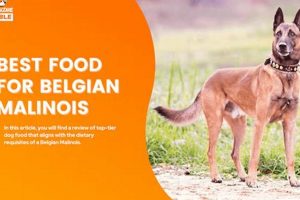 Top-Rated Puppy Food for Belgian Malinois Growth! | World’s Most Delicious Foods: Must-Try Dishes from Every Country