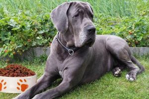 Top Dog Food for Great Danes: Expert Picks &amp; Reviews | World’s Most Delicious Foods: Must-Try Dishes from Every Country