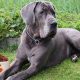 Top Dog Food for Great Danes: Expert Picks &amp; Reviews | World’s Most Delicious Foods: Must-Try Dishes from Every Country