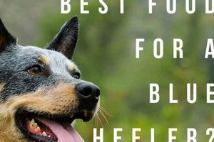 Guide: Best Food for Blue Heelers | Active Dog Fuel! | World’s Most Delicious Foods: Must-Try Dishes from Every Country