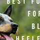 Guide: Best Food for Blue Heelers | Active Dog Fuel! | World’s Most Delicious Foods: Must-Try Dishes from Every Country