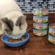Best Wet Food for Cat Constipation Relief: A Guide | World’s Most Delicious Foods: Must-Try Dishes from Every Country