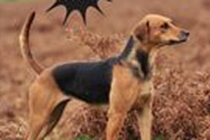 Pride Dog Food: Best Nutrition For Your Pup! World’s Most Delicious Foods: Must-Try Dishes from Every Country Pride Dog Food: Best Nutrition For Your Pup! | World’s Most Delicious Foods: Must-Try Dishes from Every Country