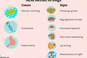 Best Acid Reflux Dog Food: Soothe Your Pup + Tips | World’s Most Delicious Foods: Must-Try Dishes from Every Country