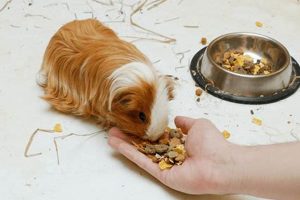 Guinea Pig's Food: How Long is Too Long Without? | World’s Most Delicious Foods: Must-Try Dishes from Every Country