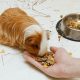 Guinea Pig's Food: How Long is Too Long Without? | World’s Most Delicious Foods: Must-Try Dishes from Every Country