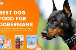 Best Doberman Dog Food: Fueling Your Dobe's Health &amp; Vitality | World’s Most Delicious Foods: Must-Try Dishes from Every Country