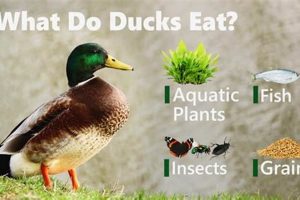 Duck Diet: Will Ducks Eat Dog Food? Dangers & Tips | World’s Most Delicious Foods: Must-Try Dishes from Every Country
