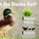 Duck Diet: Will Ducks Eat Dog Food? Dangers & Tips | World’s Most Delicious Foods: Must-Try Dishes from Every Country