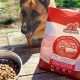 Best Red Barn Dog Food Reviews: Is It Right For *Your* Dog? | World’s Most Delicious Foods: Must-Try Dishes from Every Country