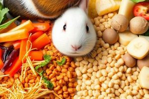 Guinea Pigs & Rabbit Food? Is It Safe? | World’s Most Delicious Foods: Must-Try Dishes from Every Country