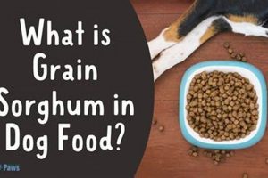 Is Grain Sorghum Good in Dog Food? Benefits & Risks | World’s Most Delicious Foods: Must-Try Dishes from Every Country