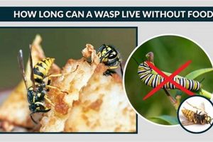 Can a Wasp Survive? How Long Without Food? | World’s Most Delicious Foods: Must-Try Dishes from Every Country