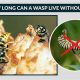 Can a Wasp Survive? How Long Without Food? | World’s Most Delicious Foods: Must-Try Dishes from Every Country