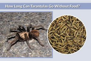 Tarantulas: How Long Can They Live Without Food? +Tips | World’s Most Delicious Foods: Must-Try Dishes from Every Country