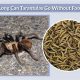 Tarantulas: How Long Can They Live Without Food? +Tips | World’s Most Delicious Foods: Must-Try Dishes from Every Country