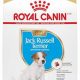 Best Dry Dog Food for Jack Russells: Fueling Active Terriers! | World’s Most Delicious Foods: Must-Try Dishes from Every Country