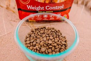Best Dog Food for Weight Gain: Healthy Options & More | World’s Most Delicious Foods: Must-Try Dishes from Every Country