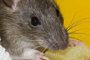Can Mice Survive? How Long Without Food & Water? World’s Most Delicious Foods: Must-Try Dishes from Every Country Can Mice Survive? How Long Without Food & Water? | World’s Most Delicious Foods: Must-Try Dishes from Every Country