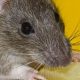 Can Mice Survive? How Long Without Food & Water? | World’s Most Delicious Foods: Must-Try Dishes from Every Country
