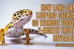 Leopard Gecko Survival: How Long Can They Go Without Food? Care Tips | World’s Most Delicious Foods: Must-Try Dishes from Every Country