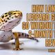 Leopard Gecko Survival: How Long Can They Go Without Food? Care Tips | World’s Most Delicious Foods: Must-Try Dishes from Every Country