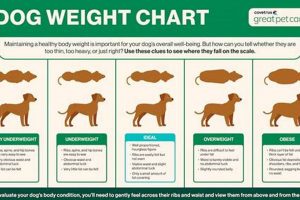 Best Dog Food to Help Put On Weight: A Complete Guide World’s Most Delicious Foods: Must-Try Dishes from Every Country Best Dog Food to Help Put On Weight: A Complete Guide | World’s Most Delicious Foods: Must-Try Dishes from Every Country