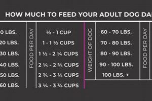 Dog Food Guide: How Many Cups in 30 Pounds? | World’s Most Delicious Foods: Must-Try Dishes from Every Country