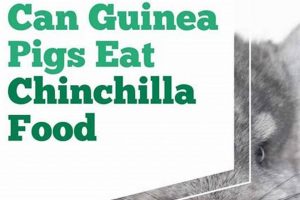 Can Guinea Pigs Eat Chinchilla Food? Risks & Safe Foods | World’s Most Delicious Foods: Must-Try Dishes from Every Country