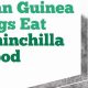 Can Guinea Pigs Eat Chinchilla Food? Risks & Safe Foods | World’s Most Delicious Foods: Must-Try Dishes from Every Country