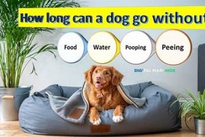 Dog Needs: How Long Can A Dog Go Without Water & Food? Guide | World’s Most Delicious Foods: Must-Try Dishes from Every Country