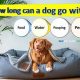 Dog Needs: How Long Can A Dog Go Without Water & Food? Guide | World’s Most Delicious Foods: Must-Try Dishes from Every Country