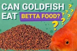 [FAQ] Can I Feed Goldfish Betta Food? Risks &amp; Tips | World’s Most Delicious Foods: Must-Try Dishes from Every Country